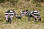 Steppenzebras