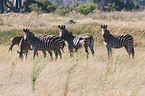 Steppenzebra