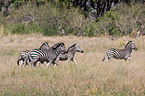 Steppenzebra