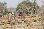 Steppenzebra