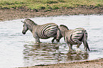 Steppenzebra