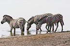 Steppenzebra