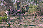 Steppenzebra