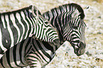 Steppenzebras