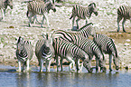 trinkende Steppenzebras