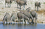 trinkende Steppenzebras