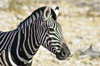 Steppenzebra Portrait