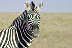 Steppenzebra Portrait