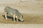 trinkendes Steppenzebra