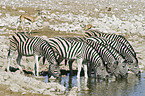 trinkende Steppenzebras