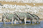 trinkende Steppenzebras