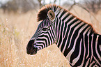 Steppenzebra Portrait