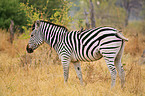 Steppenzebra