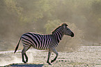 rennendes Steppenzebra