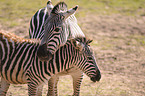 Steppenzebras