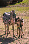 Steppenzebras