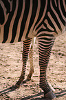 Steppenzebras