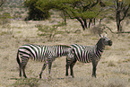 Steppenzebras