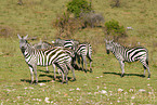 Steppenzebras