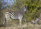 Steppenzebra