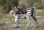 Steppenzebra