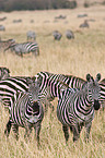 Steppenzebras