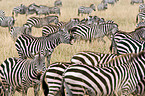 Steppenzebras