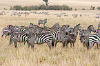 Steppenzebras