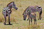 Steppenzebras