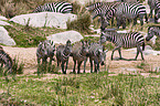 Steppenzebras