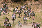 Steppenzebras