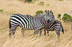 Steppenzebras