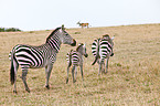 Steppenzebras