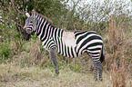 Steppenzebra