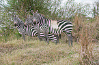 Steppenzebras