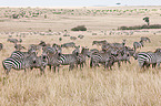 Steppenzebras