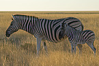 Steppenzebras