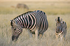 Steppenzebras