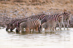 Steppenzebras