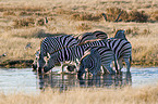 Steppenzebras