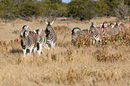 Steppenzebras