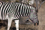 Steppenzebra