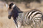 Steppenzebra