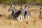 Steppenzebras