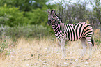 Steppenzebra