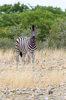 Steppenzebra