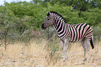 Steppenzebra