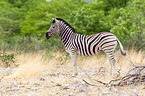 Steppenzebra