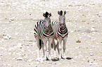 Steppenzebras