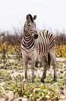 Steppenzebra